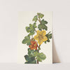 Mexican Fremontia. Fremontodendron mexicanum (1925) by Mary Vaux Walcott