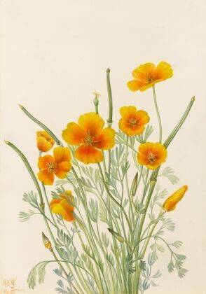 Mexican Poppy (Eschscholtzia mexicana) (1927) — size preview