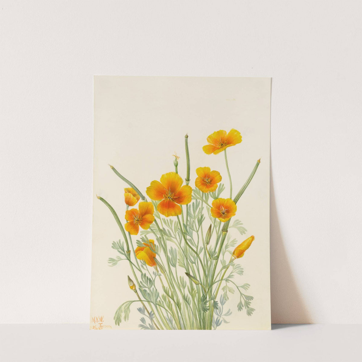 Mexican Poppy (Eschscholtzia mexicana) (1927) by Mary Vaux Walcott