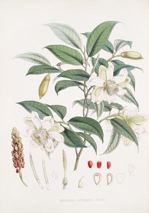 Michelia Cathcartii, H.f. et T. (1855)