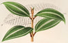 Miconia pulverulenta, v. trifasciata