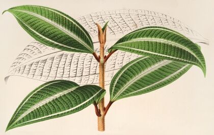 Miconia pulverulenta, v. trifasciata