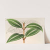 Miconia pulverulenta, v. trifasciata by Charles Antoine Lemaire