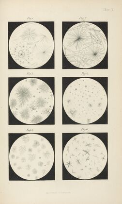 Micro-Chemistry of Poisons Pl.10