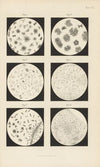 Micro-Chemistry of Poisons Pl.15