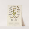 Micro-Lepidoptera Or Leaf Miners by Barret And Sons