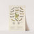 Micro-Lepidoptera Or Leaf Miners by Barret And Sons