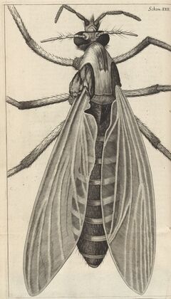 Microscopic view of a great belly’d [bellied] gnat or female gnat — size preview