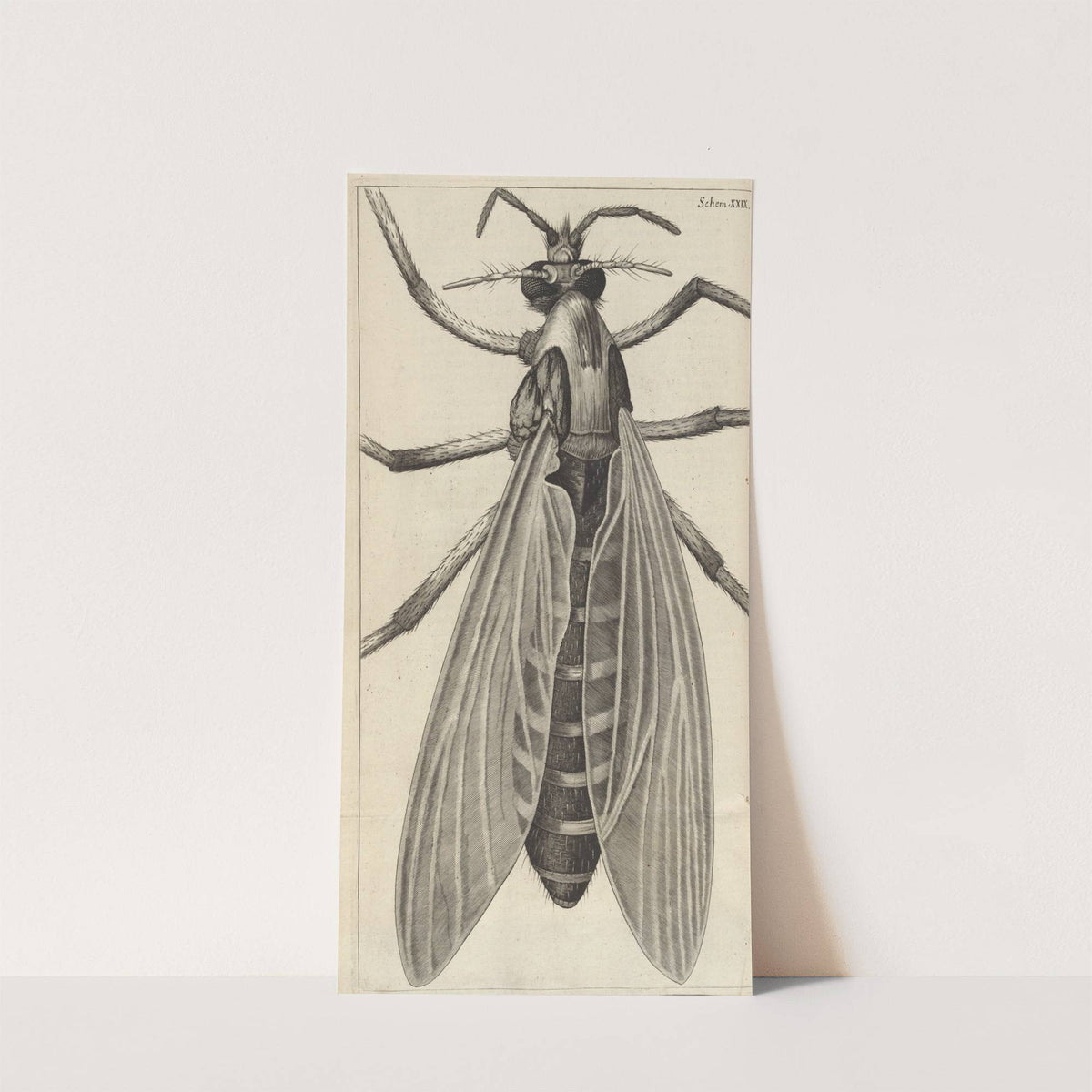 Microscopic view of a great belly'd [bellied] gnat or female gnat by Robert Hooke