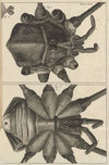 Microscopic view of a shepherd or long legg’d [long-legged] spider