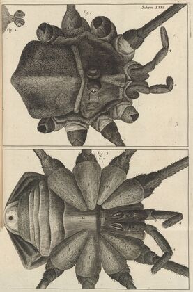 Microscopic view of a shepherd or long legg’d [long-legged] spider