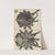 Microscopic view of a shepherd or long legg&#039;d [long-legged] spider by Robert Hooke