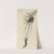 Microscopic view of a tuft&#039;d [tufted] or brush-horned gnat by Robert Hooke