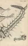 Microscopic view of a water-insect or gnat