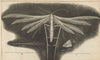 Microscopic view of a white featherwing’d [feather-winged] moth