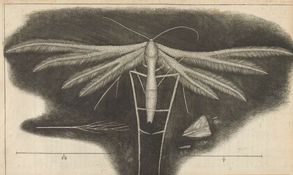 Microscopic view of a white featherwing’d [feather-winged] moth