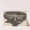 Microscopic view of a white featherwing&#039;d [feather-winged] moth by Robert Hooke