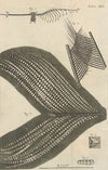 Microscopic view of assorted feathers