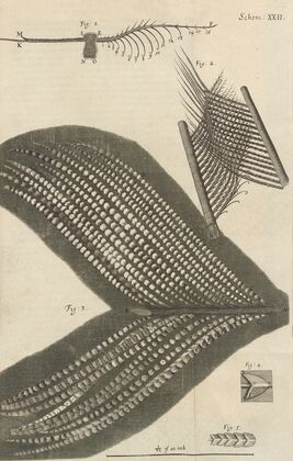 Microscopic view of assorted feathers