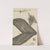 Microscopic view of assorted feathers by Robert Hooke