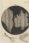 Microscopic view of cork and sprouts