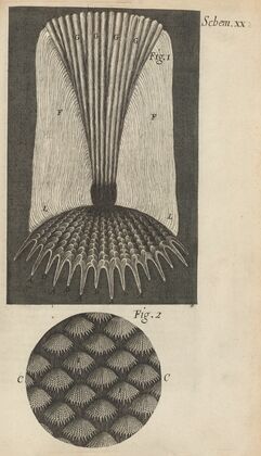 Microscopic view of fish scales