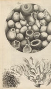 Microscopic view of Kettering-stone, sea moss, and sponge