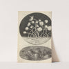 Microscopic view of leaves and molds by Robert Hooke