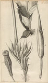 Microscopic view of moss and other small vegetative substances