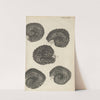 Microscopic view of purslane seeds (1665) by Robert Hooke