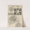 Microscopic view of several kinds of frozen figures (1665) by Robert Hooke