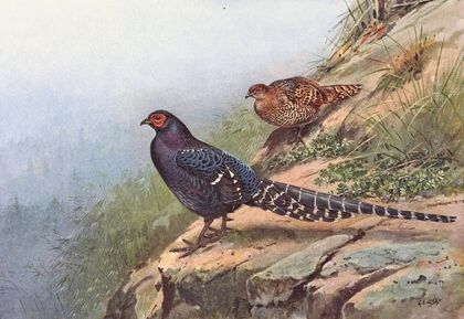 Mikado Pheasant — size preview