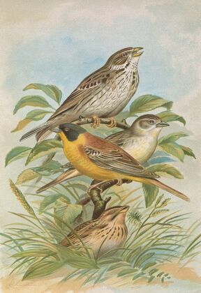 Miliaria calandra, Emberiza melanocephala Scopoli