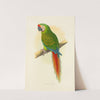 Military Macaw (1884-1887) by Alexander Francis Lydon