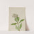 Milkweed (Ascelpias) (1924) by Mary Vaux Walcott