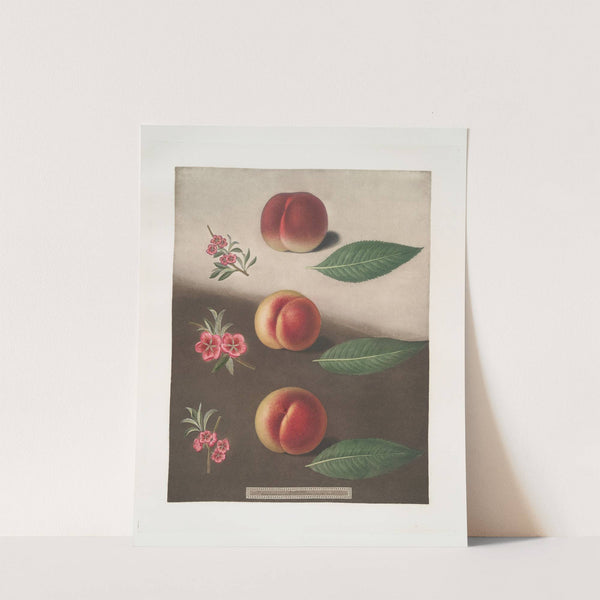 Millet’s minion, Super royal and the Double swalsh peaches. (1812) by George Brookshaw