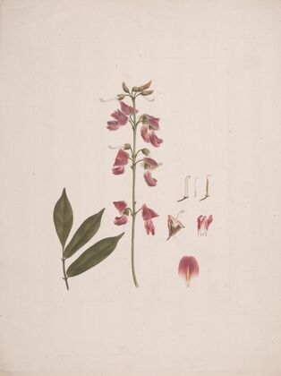 Millettia ferruginea (Hochst.) Baker