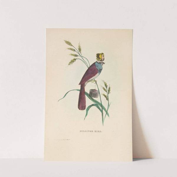 Milliner Bird (Minnie Doyle) (1851) by Henry Louis Stephens