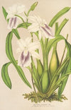 Miltonia cereola