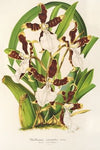 Miltonia cuneata