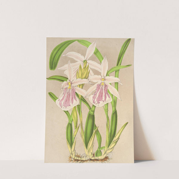 Miltonia rosea by Charles Antoine Lemaire