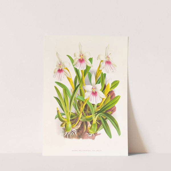 Miltonia spectabilis by Jean Jules Linden