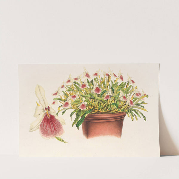 Miltonia spectabilis (1854-1896) by Charles Antoine Lemaire