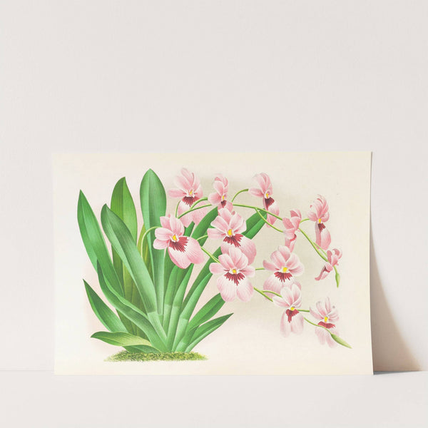 Miltonia vexillaria by Jean Jules Linden