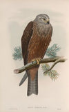 Milvus migrans. Black Kite. (1862-1873)