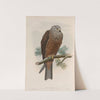 Milvus migrans. Black Kite. (1862-1873) by John Gould