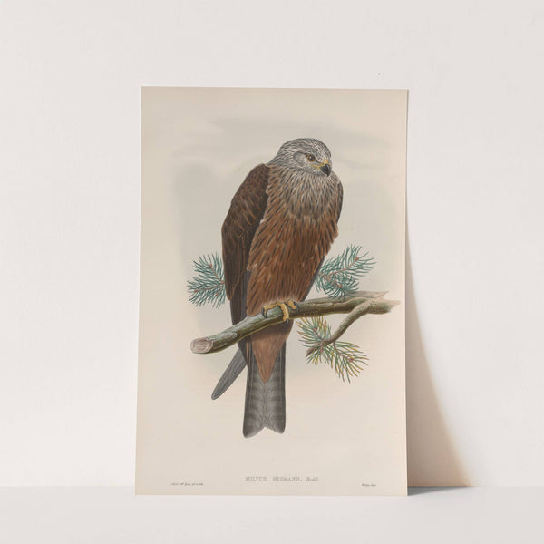 Milvus migrans. Black Kite. (1862-1873) by John Gould