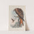 Milvus regalis. Kite or Glead. (1862-1873) by John Gould