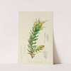 Mimetes Palustris by Illtyd Buller Pole-Evans