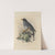 Mimocichla Ardesiaca (1899-1902) by Henry Seebohm